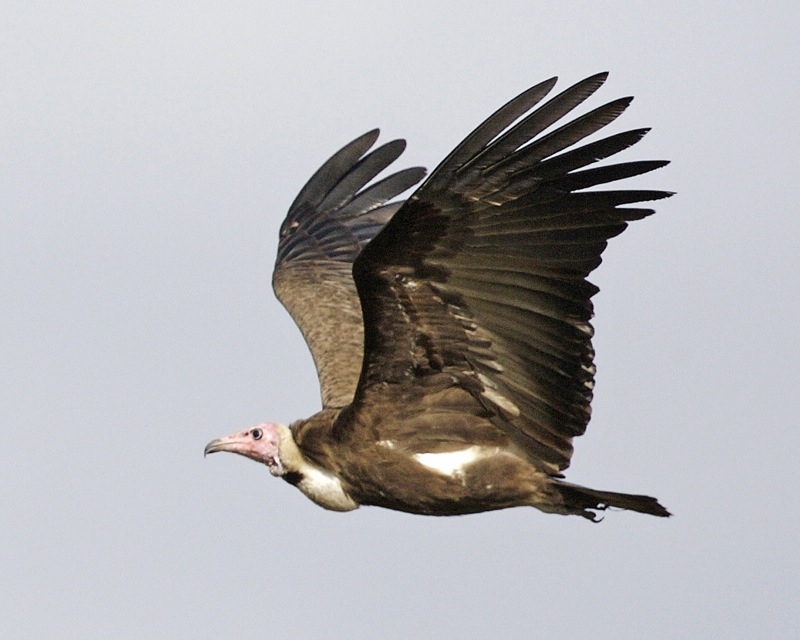A Hooded Vulture Wildlife study using Movebank, PostGIS, QGIS and KML